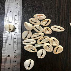 صدف طبیعی بسته ۱۰ عددی